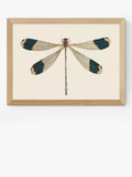 EAST END PRINTS Natural History Museum 'Dragonfly' Framed Print