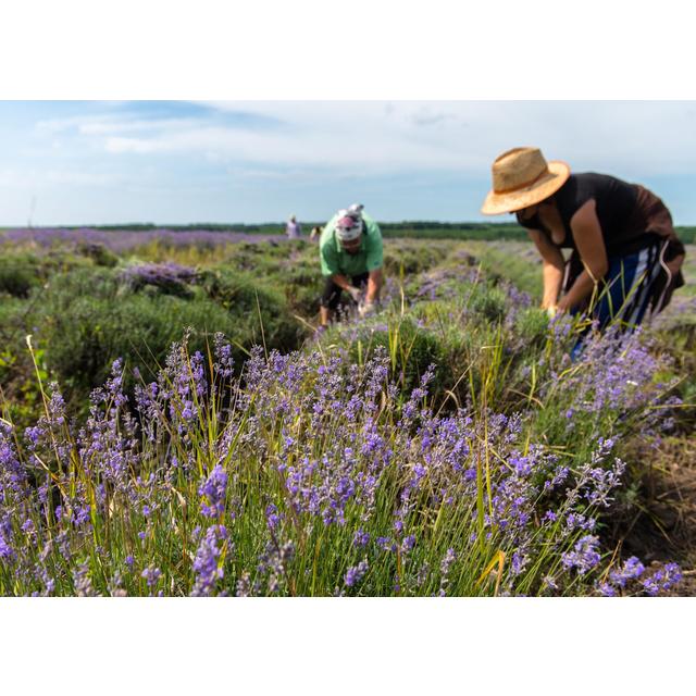 Weleda Natural Lavender Relaxing Bath Milk Vegan 200ml GOODS M&S