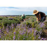 Weleda Natural Lavender Relaxing Bath Milk Vegan 200ml GOODS M&S