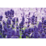 Weleda Natural Lavender Relaxing Bath Milk Vegan 200ml GOODS M&S