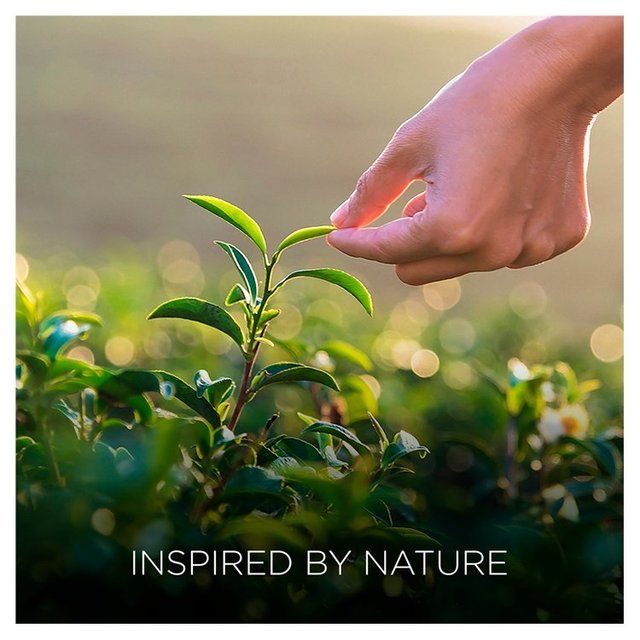 Airwick Botanica Reed Caribbean Vetiver & Sandalwood 80ml - McGrocer