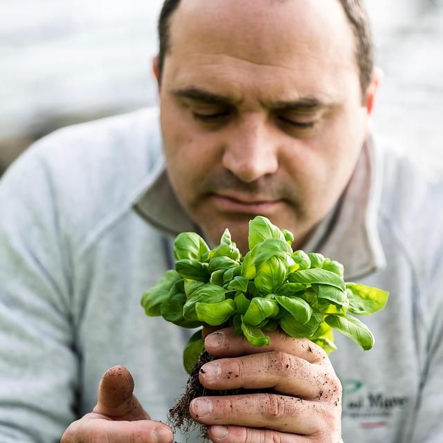 Fresh Pasta Co Pesto Genovese Basil Pesto Sauce 150g