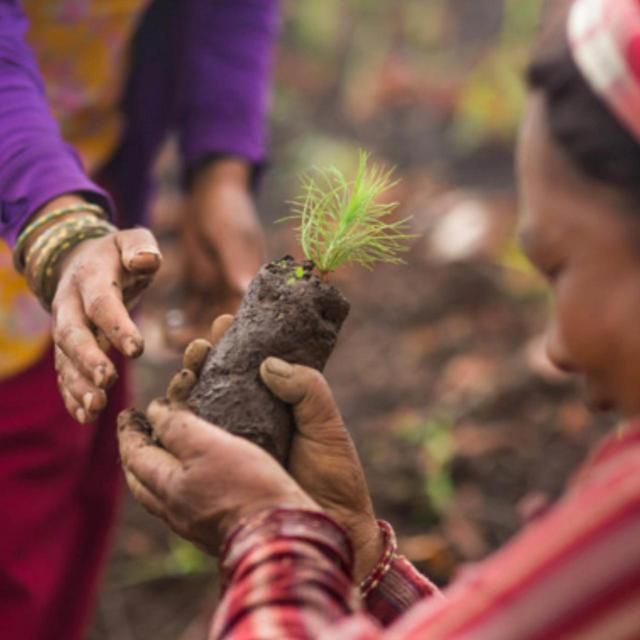 Pukka Organic Three Mint Tea 20 Home Compostable Herbal Tea Bags 32g 20 per pack