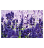 Weleda Lavender Body Oil Vegan 100ml Make Up & Beauty Accessories Boots