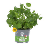 MS British Coriander Pot
