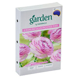 Renoncule Picotee Rose