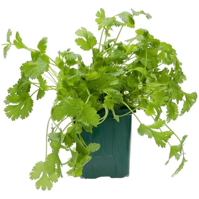 Ocado British Growing Coriander